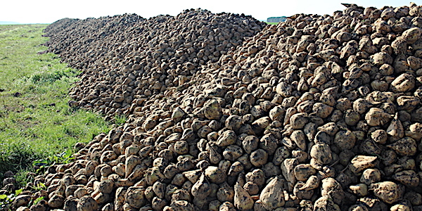 
          Pégomyies