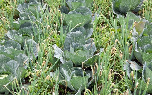 
          Permaculture