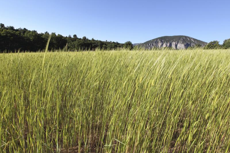 
          Production bio européenne