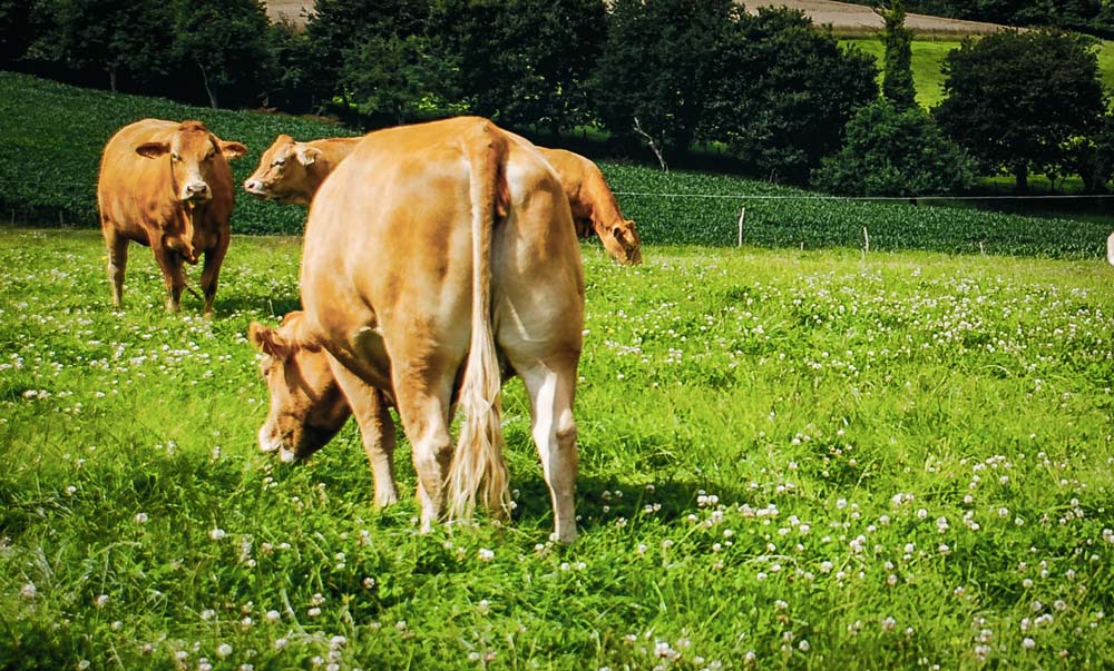 
          La viande bovine