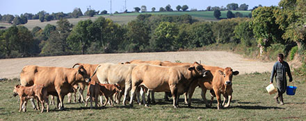 
          Viande bovine