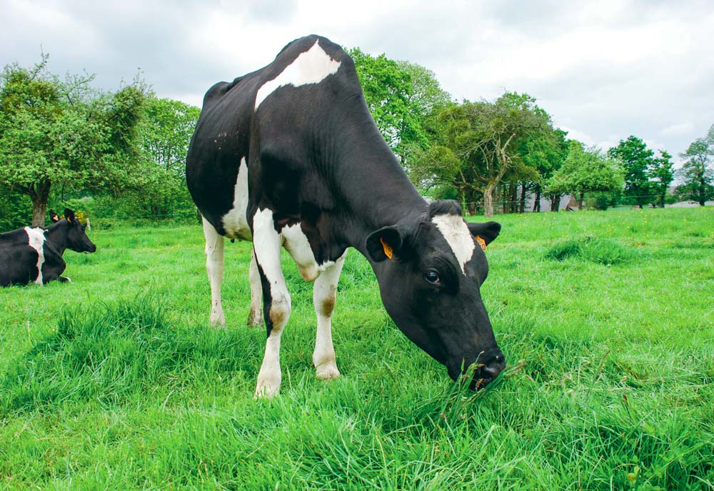 
          Hausse de la productivité de lait