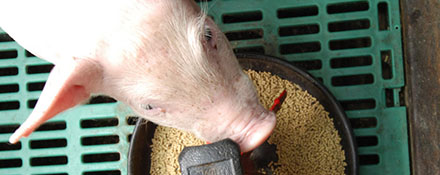 
          Nutrition des porcs