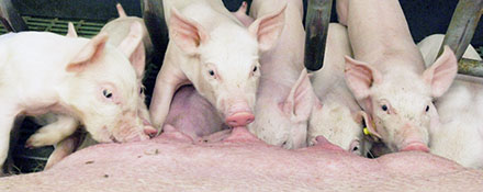 
          Aliments des porcs