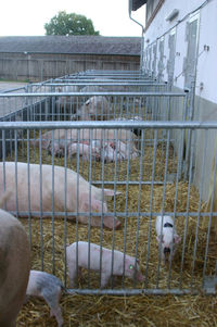 
          Truies en ampleur reproduction