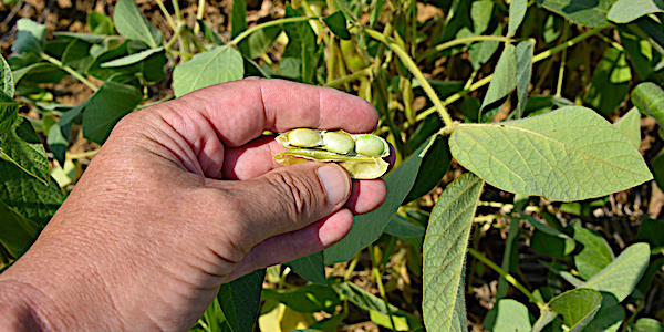 
          Soja bio 