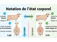 
          Notation du corps d’un bovin