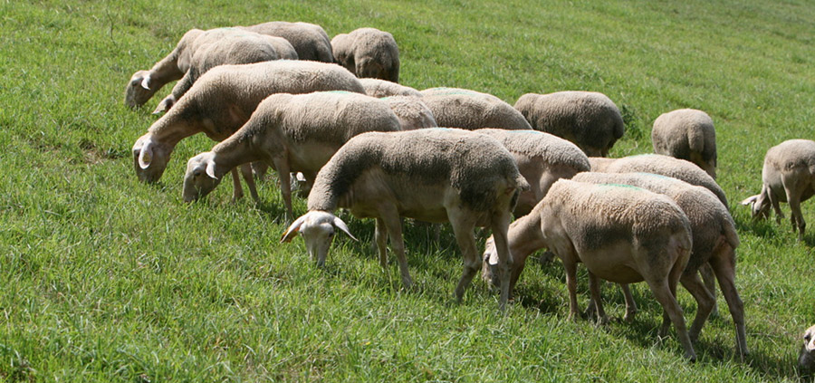 
          Elevage des herbivores