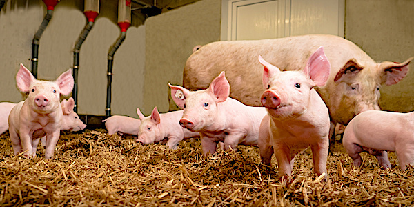 
          Hausse des cours du porc
