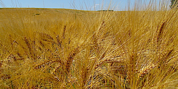 
          Grillures de l’orge