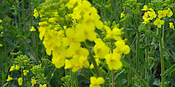 
          Hernie du colza