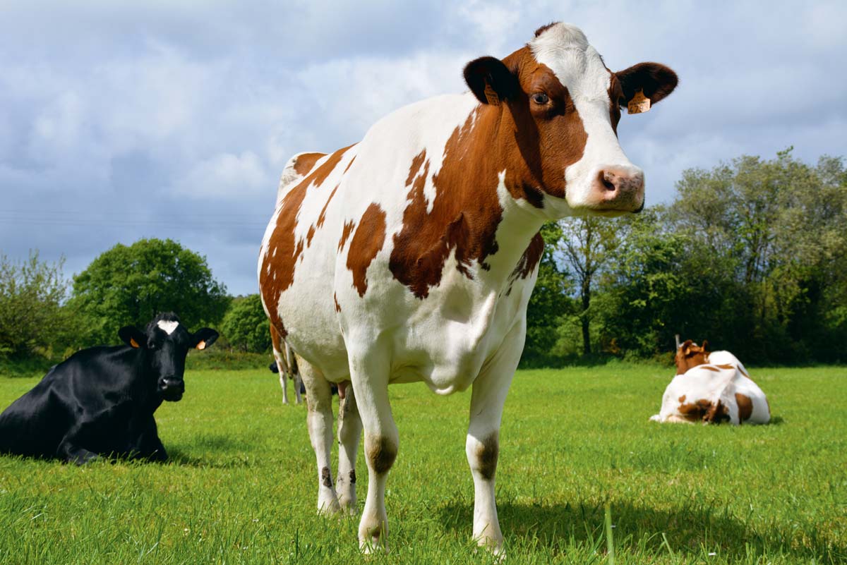 
          Lait bio