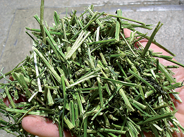 
          Herbe jeune au pâturage