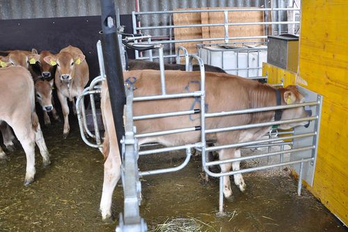 
          Alimentation des veaux