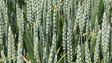 
          Semis des céréales