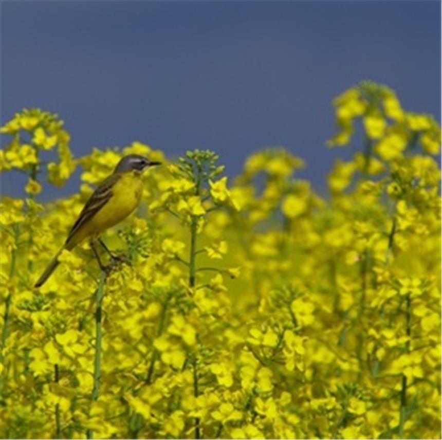 
          Engrais vert