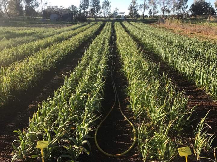 
          Relay cropping 