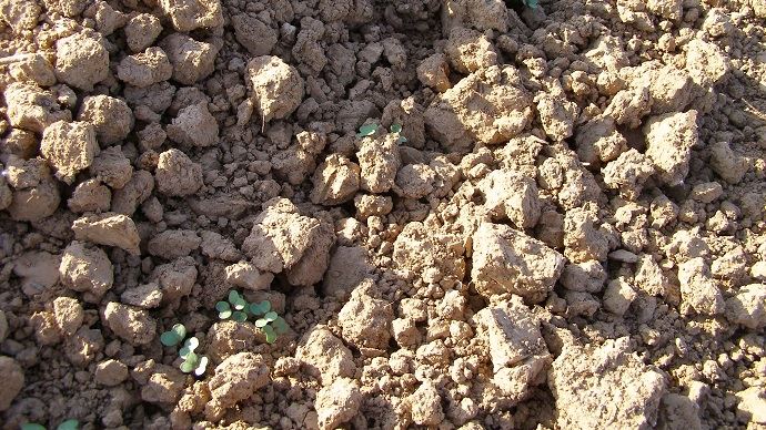 
          Semez le colza idéalement entre 2 et 4 cm de profondeur à travers un travail du sol déterminatif 