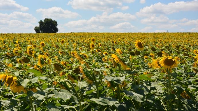 
          Tournesol : La récolte est plus délicate avec une moissonneuse-batteuse non adaptée