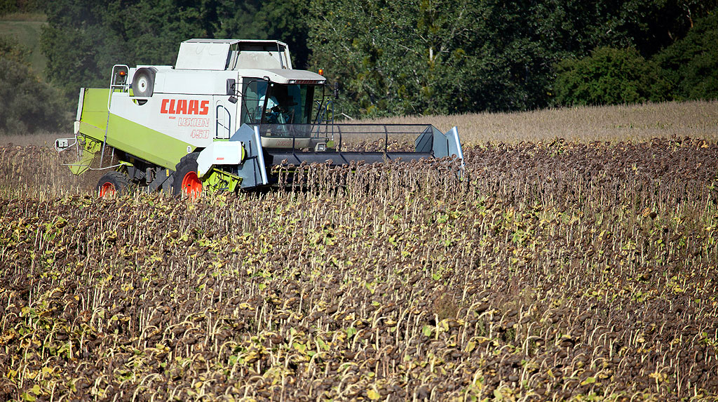 
          La récolte optimale du tournesol se situe entre 9 et 14 % d’humidité du grain