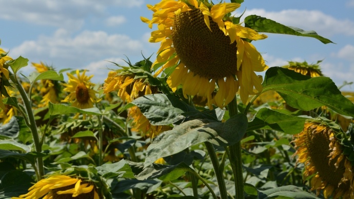 
          Le cycle du tournesol lors des semis jusqu’à la récolte 