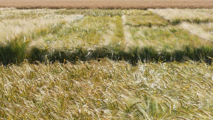 
          Semis orge : Où la semer pour une bonne réussite de cette culture ?