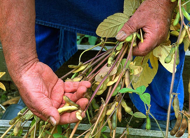 
          Récolter et quand faut-il commencer la récolte du soja frais ?