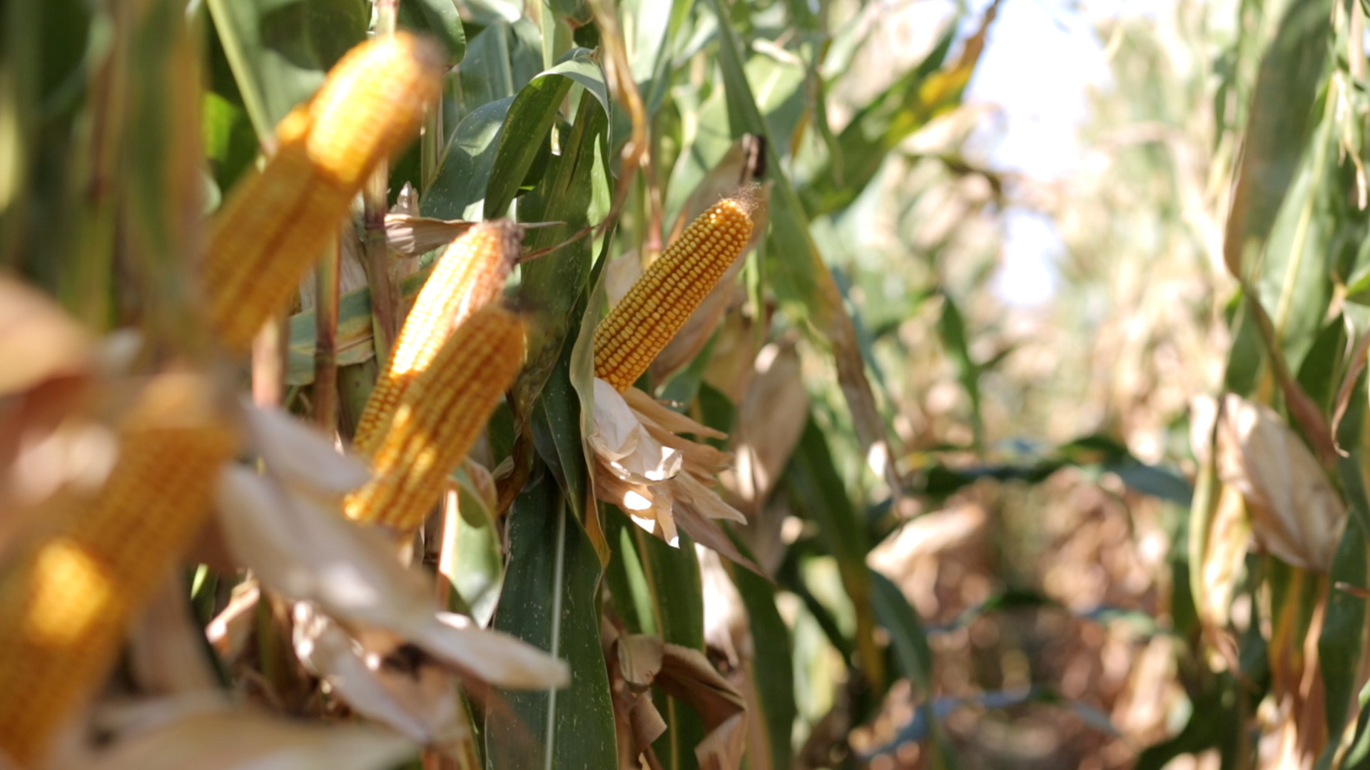 
          Plusieurs solutions existent contre les insectes nuisibles sur les parcelles du maïs 
