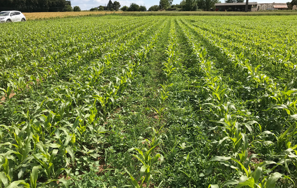 
          Pour consolider et optimiser un programme de désherbage sur maïs, plusieurs leviers agronomiques sont disponibles