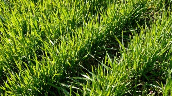 
          Contrôler les maladies des céréales pour préserver le rendement