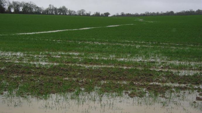 
          Impact de gel sur les parcelles de culture de céréales d’hiver