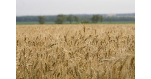 
           Les insuffisances d’eau sur les parcelles de céréales constatées