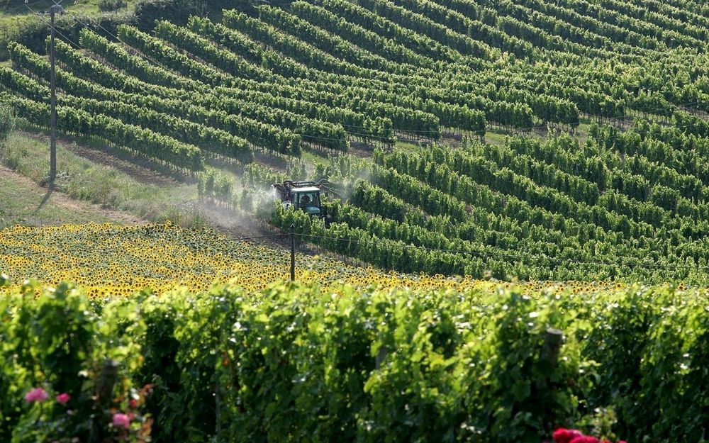 
          Canicule l'été, des vignes « comme brûlées au chalumeau » dans le Gard et l’Hérault