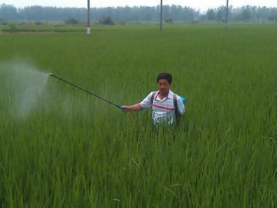 
          Les avantages de la pulvérisation foliaire par les engrais à l'acide humique soluble dans l'eau