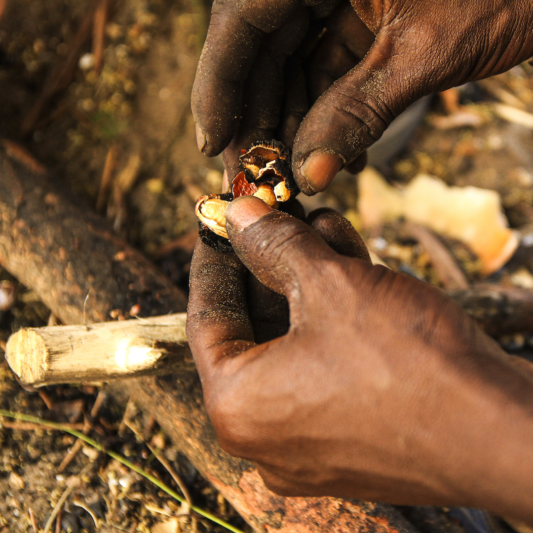 
           Renforcement de la chaîne de valeur du cajou en Gambie, en Guinée Bissau et au Sénégal par l’USDA