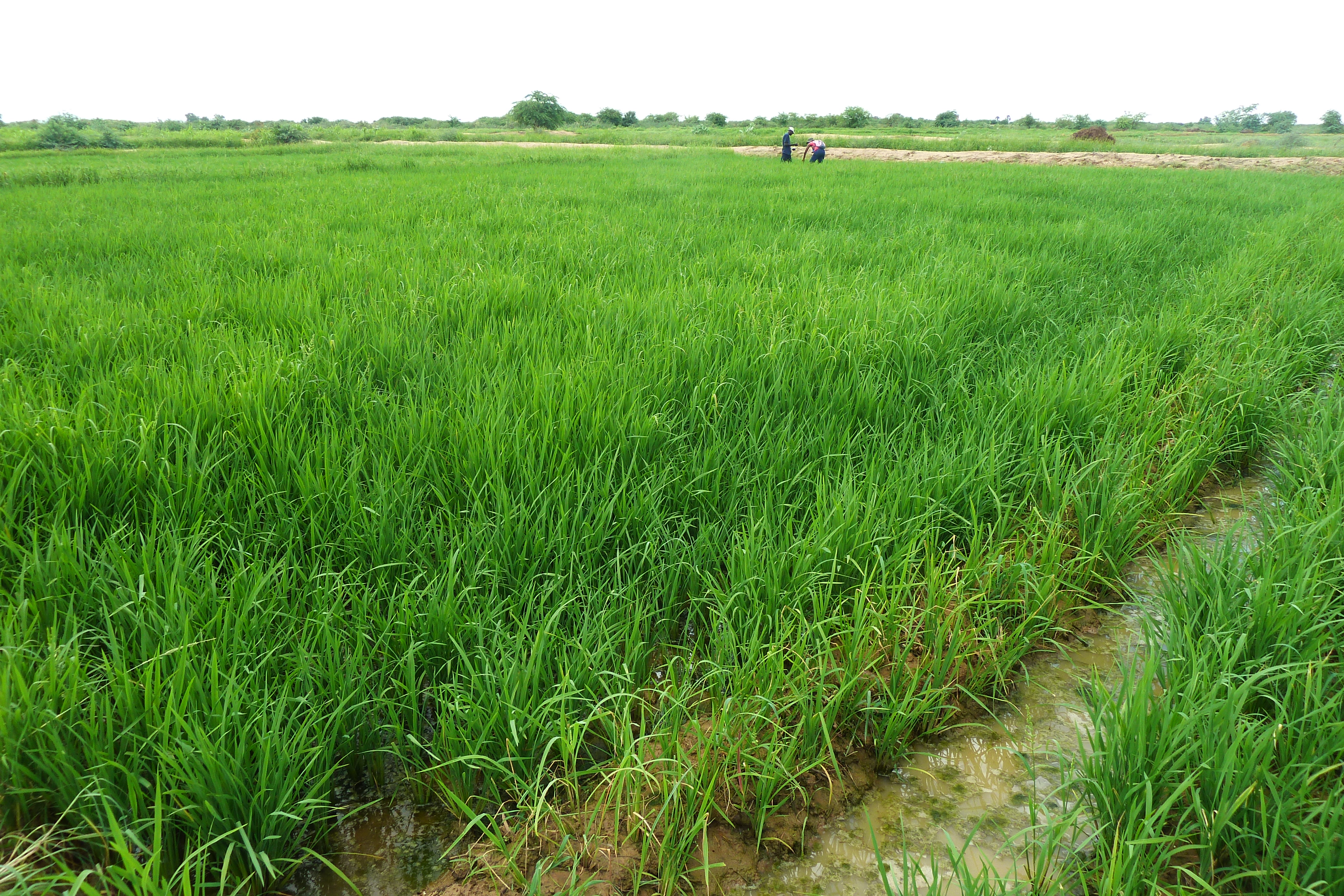 
           Accords d’une valeur de € 15,5 millions signés entre le Sénégal et l’Italie dans le domaine de l’agriculture 