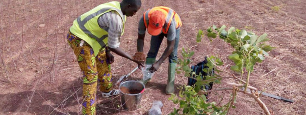 
          Fertitogo : Application dédiée aux agriculteurs pour connaître la carte de fertilité des sols au Togo