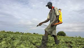 
           Mali : Inquiétude face aux produits chimiques dans l’agriculture