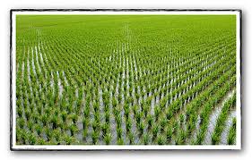 
           Mali : Des productions de maïs et de riz particulièrement élevées 