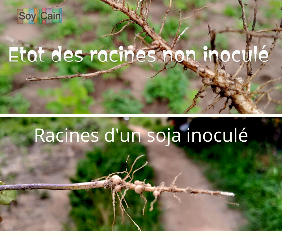 
          Observations chez le soja inoculé  (15 jours après le semis )
