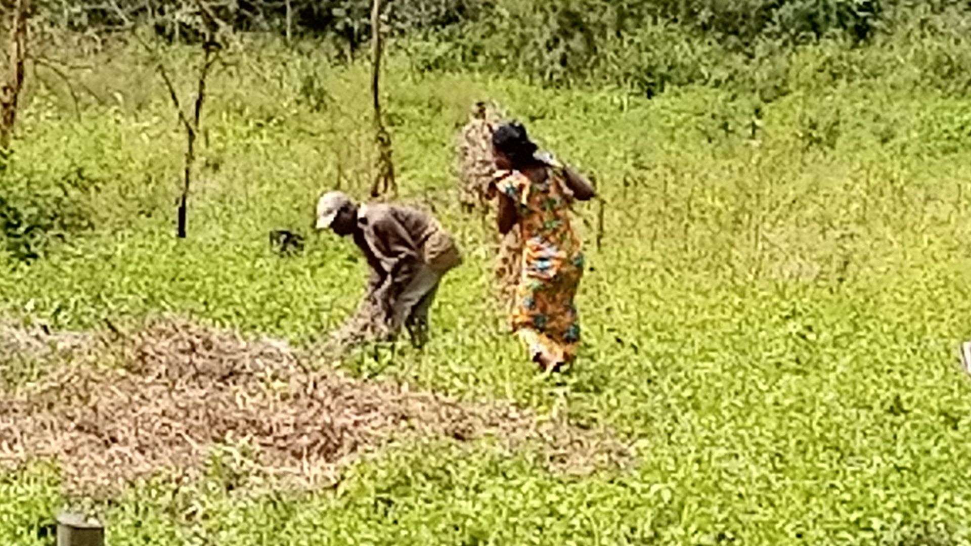 Récoltes de soja biologiques au Benin dans la commune de glazoue