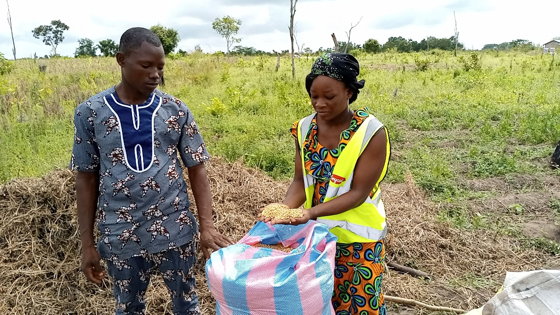 Récoltes de soja biologiques au Benin dans la commune de glazoue
