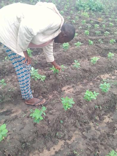 Soycain Benin et GDAD-ONG