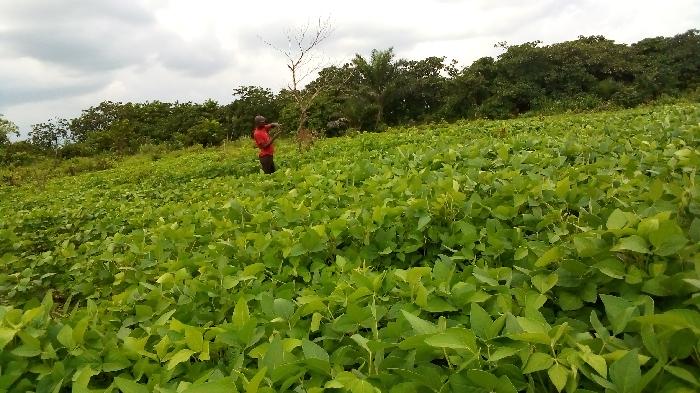 Soycain Benin et GDAD-ONG
