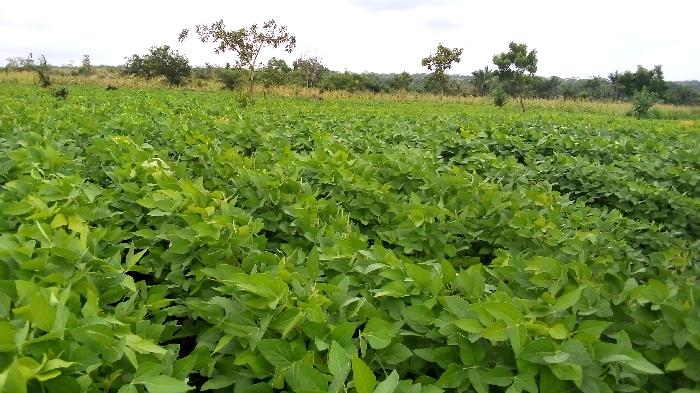 Soycain Benin et GDAD-ONG