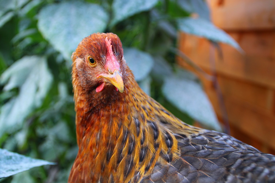 
          Résurgence de la grippe aviaire au Niger