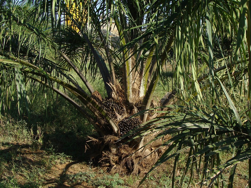 
          Matières premières agricoles: L’huile de palme au 17 mars 2022