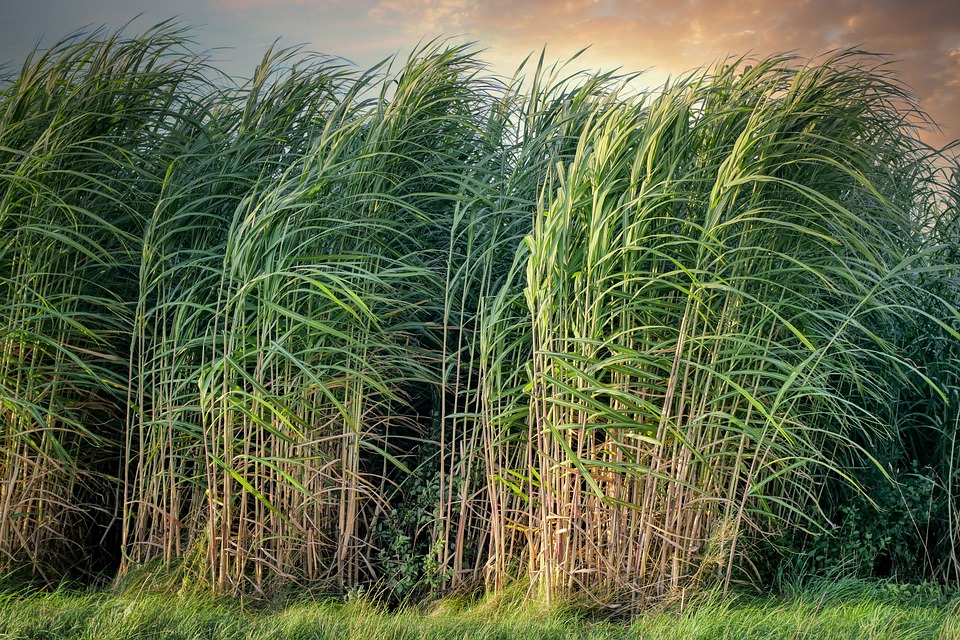 
          Matières premières agricoles: Le sucre 17 mars 2022