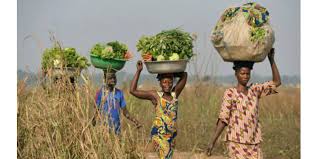 
          Femme et agriculture 