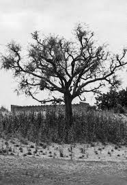 
          Fertilisation des sols 